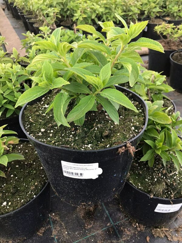 Гортензия метельчатая Мохито (Hydrangea paniculata 'Mojito')