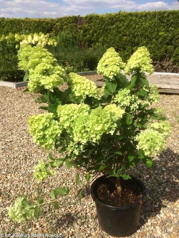 Гортензия метельчатая Мохито (Hydrangea paniculata 'Mojito')