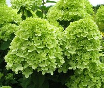 Гортензия метельчатая "Mojito" (Мохито)
