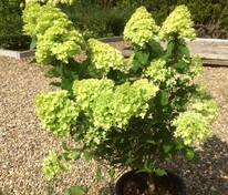 Гортензия метельчатая Мохито (Hydrangea paniculata 'Mojito')