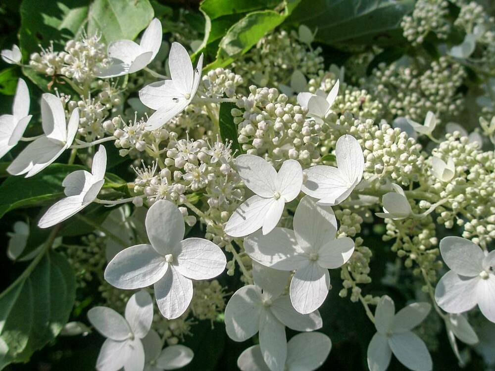Гортензия метельчатая Прим Уайт (Hydrangea paniculata 'Prim White')