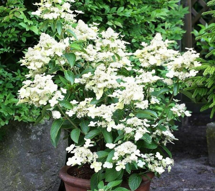 Гортензия метельчатая Прим Уайт (Hydrangea paniculata 'Prim White')