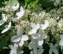 Гортензия метельчатая "Prim White" (Прим Уайт)