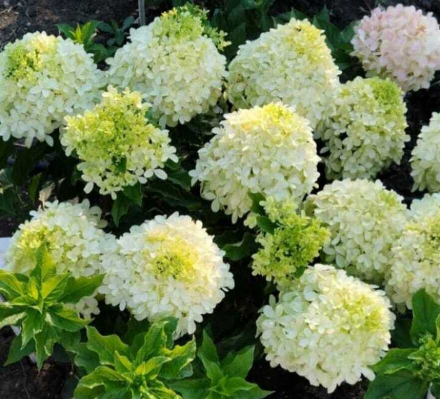 Гортензия метельчатая Саммер Бриз (Hydrangea paniculata 'Summer Breeze')