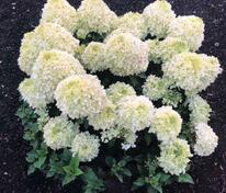 Гортензия метельчатая Саммер Бриз (Hydrangea paniculata 'Summer Breeze')