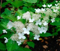Гортензия метельчатая Вайт Голиаф (Hydrangea paniculata 'White Goliath')