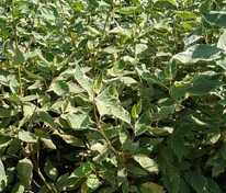 Дерен белый (Cornus alba)