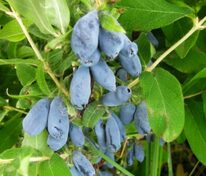 Жимолость съедобная Славянка (Lonicera edulis 'Slavyanka')