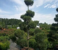 Бонсай (Bonsai)