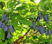 Жимолость съедобная (Lonicera edulis)