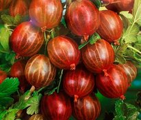 Крыжовник Куйбышевский черный (Ribes uva-crispa 'Kuybyshevskiy Chernyy')