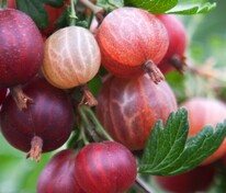 Крыжовник Русский красный (Ribes uva-crispa 'Russkiy Krasnyy')