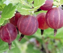 Крыжовник Славный (Ribes uva-crispa 'Slavnyy')
