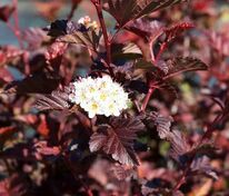 Пузыреплодник калинолистный Шух (Physocarpus opulifolius 'Schuch')
