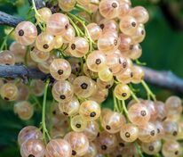Смородина белая Версальская (Ribes niveum 'Versailles')