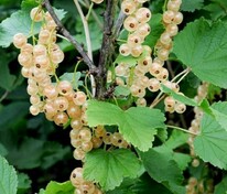 Смородина белая Витте Холландер (Ribes niveum 'Witte Hollander')