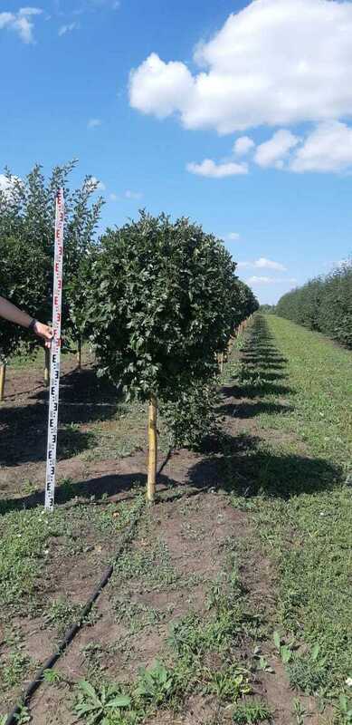 Боярышник обыкновенный Пауль Скарлет (Crataegus media 'Paul's Scarlet')