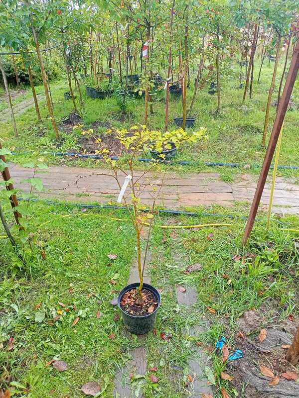 Боярышник обыкновенный Пауль Скарлет (Crataegus media 'Paul's Scarlet')