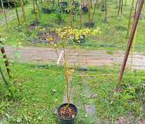 Боярышник обыкновенный Пауль Скарлет (Crataegus media 'Paul's Scarlet')