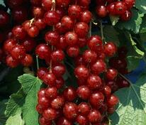 Смородина красная Ролан (Ribes rubrum 'Rolan')