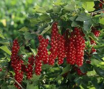 Смородина красная Ровада (Ribes rubrum 'Rovada')