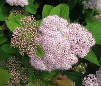 Спирея Фришиана Пинк Парасолс (Spiraea fritschiana 'Pink Parasols')