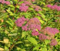 Спирея японская Пинк энд Голд (Spiraea japonica 'Pink and Gold')