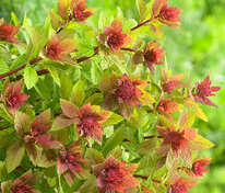 Спирея японская Спаклинг Шампань (Spiraea japonica 'Sparkling Champagne')