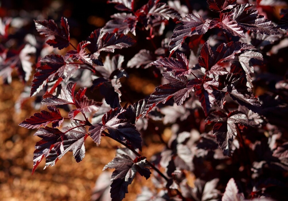 Пузыреплодник калинолистный Миднайт (Physocarpus opulifolius 'Midnight')