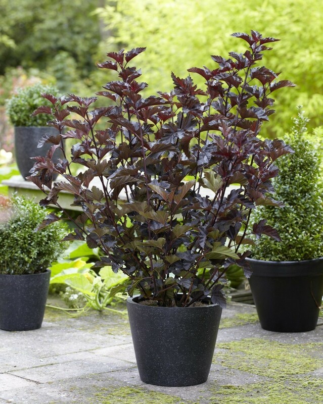 Пузыреплодник калинолистный Миднайт (Physocarpus opulifolius 'Midnight')