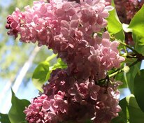 Сирень обыкновенная Медовый спас (Syringa vulgaris 'Medovyy Spas')