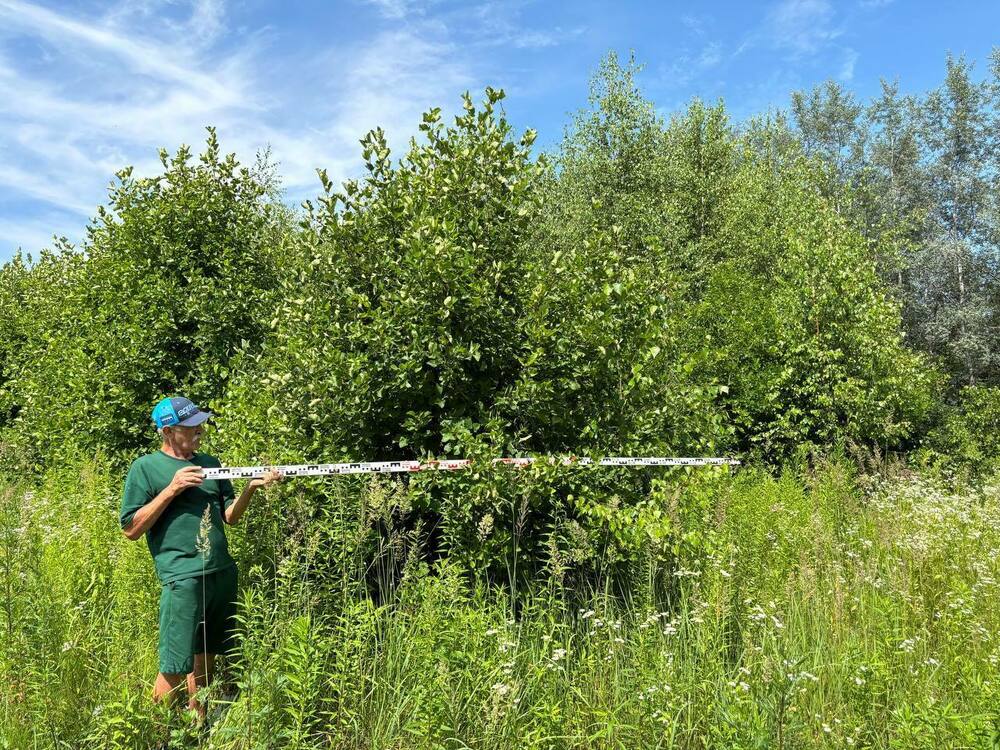Боярышник кроваво-красный Арнольда (Crataegus sanguinea 'Arnoldiana')
