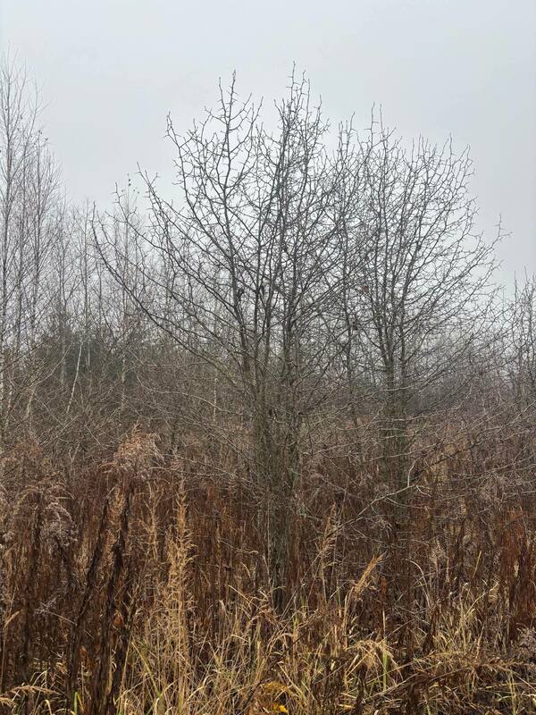 Боярышник кроваво-красный Арнольда (Crataegus sanguinea 'Arnoldiana')