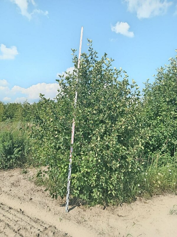 Боярышник кроваво-красный Арнольда (Crataegus sanguinea 'Arnoldiana')