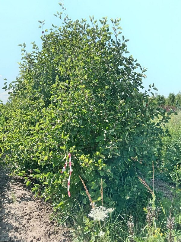 Боярышник кроваво-красный Арнольда (Crataegus sanguinea 'Arnoldiana')
