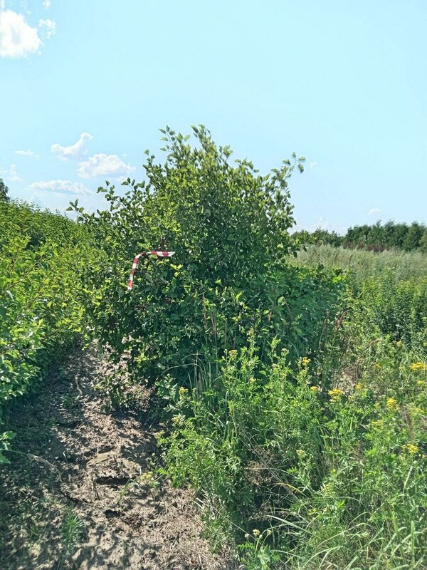 Боярышник кроваво-красный Арнольда (Crataegus sanguinea 'Arnoldiana')