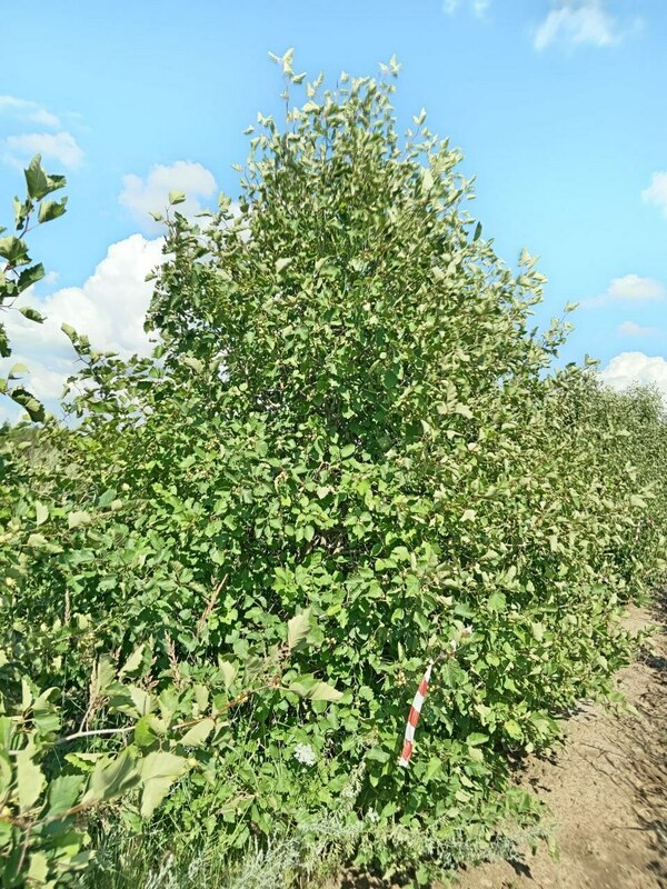 Боярышник кроваво-красный Арнольда (Crataegus sanguinea 'Arnoldiana')