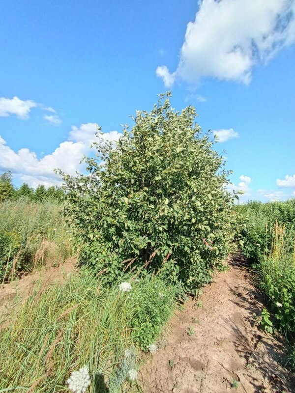Боярышник кроваво-красный Арнольда (Crataegus sanguinea 'Arnoldiana')