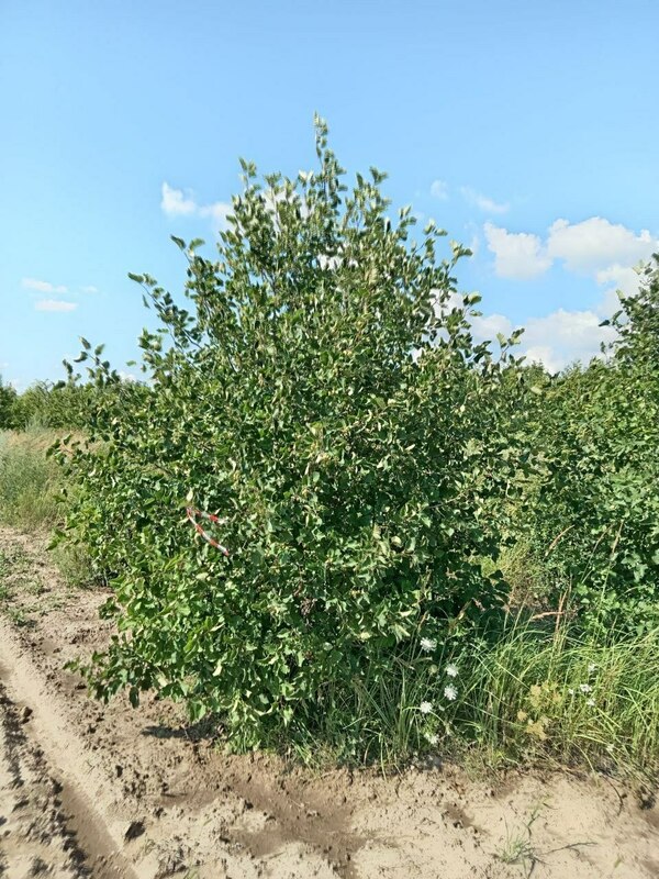 Боярышник кроваво-красный Арнольда (Crataegus sanguinea 'Arnoldiana')