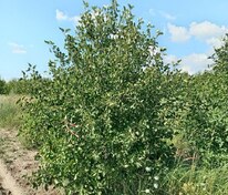Боярышник кроваво-красный Арнольда (Crataegus sanguinea 'Arnoldiana')
