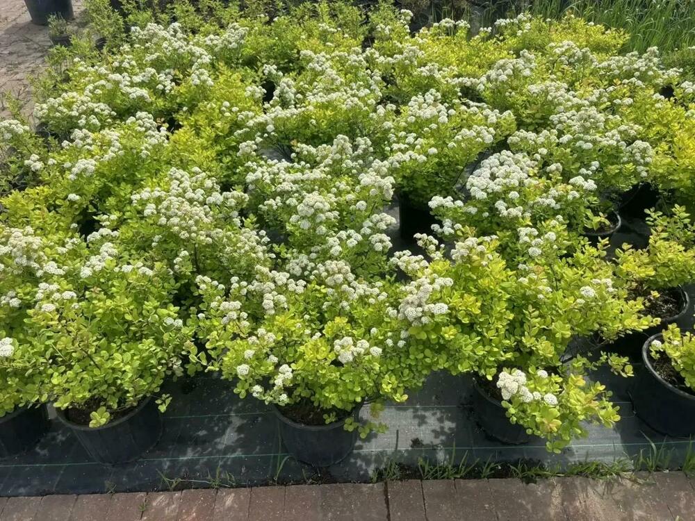 Спирея березолистная Тор Голд (Spiraea betulifolia 'Tor Gold')