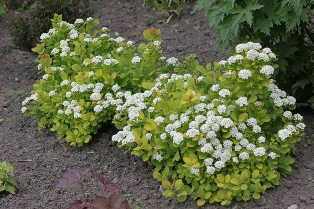 Спирея березолистная Тор Голд (Spiraea betulifolia 'Tor Gold')