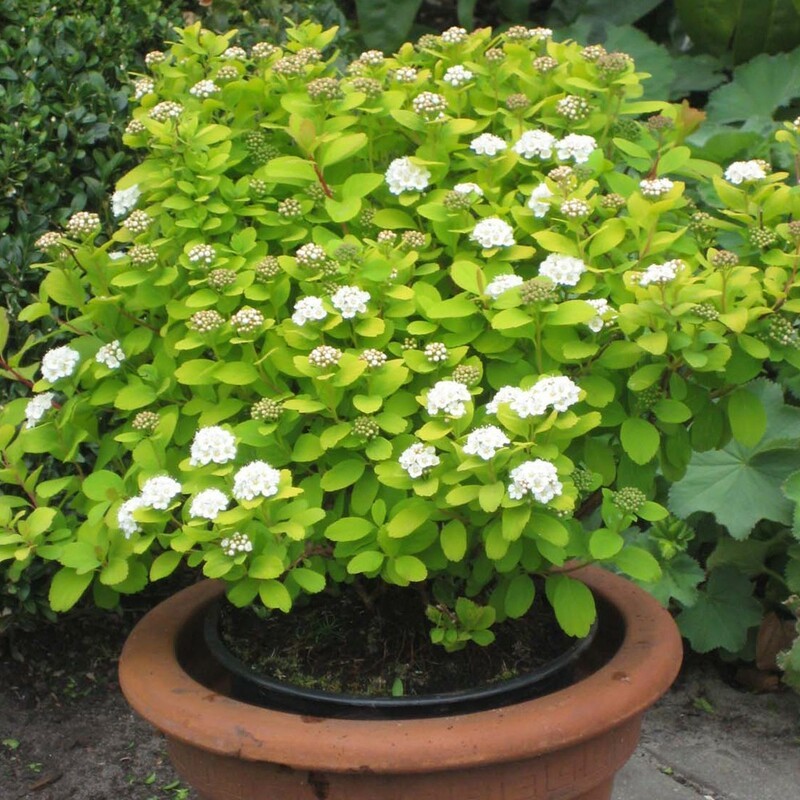 Спирея березолистная Тор Голд (Spiraea betulifolia 'Tor Gold')