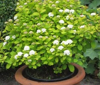 Спирея березолистная Тор Голд (Spiraea betulifolia 'Tor Gold')