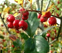 Боярышник шарлаховый (Crataegus coccinea)