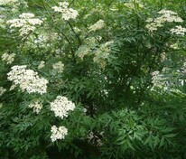 Бузина чёрная Лациниата (Sambucus nigra 'Laciniata')