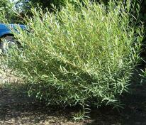 Ива пурпурная Маяк (Salix purpurea 'Majak')