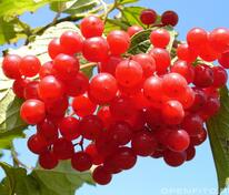 Калина плодовая (Viburnum opulus)