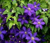 Клематис (Clematis)
