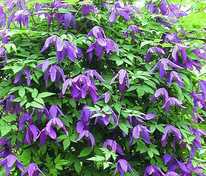 Княжик (Atragene)